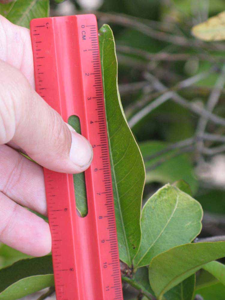            Leaflet (Riverside, CA)   